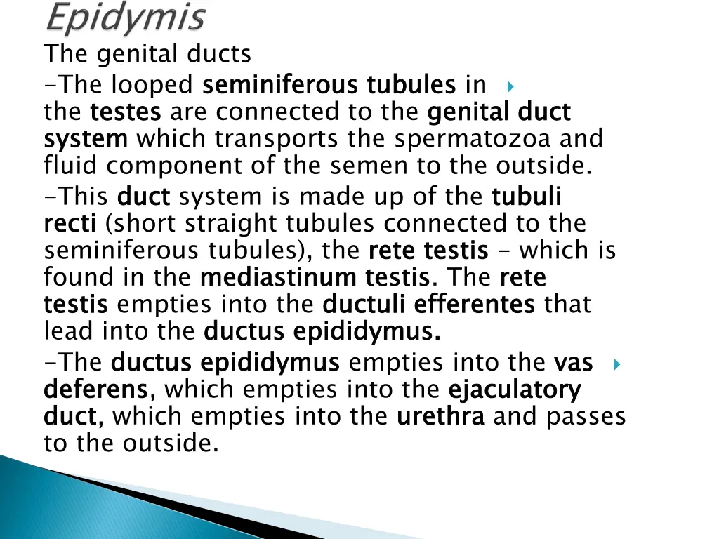 the genital ducts the looped seminiferous