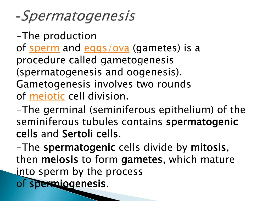 the production of sperm and eggs ova gametes