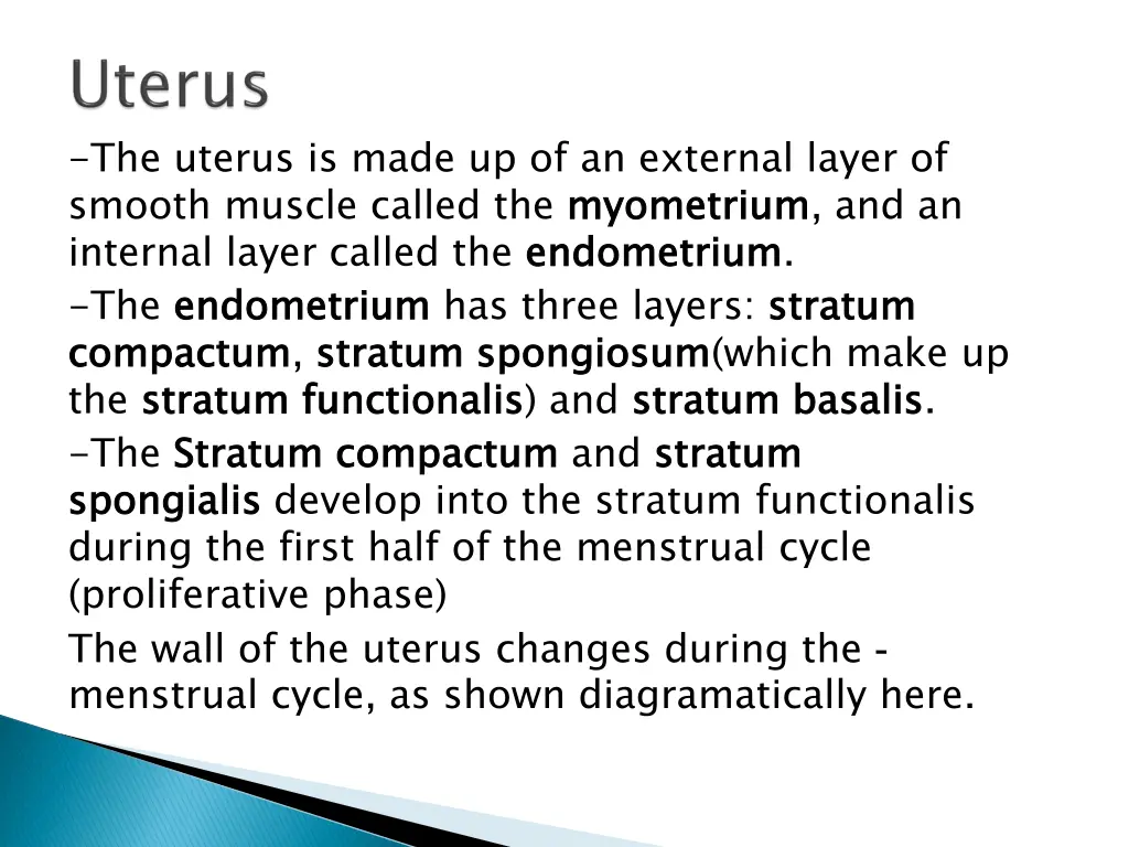 the uterus is made up of an external layer