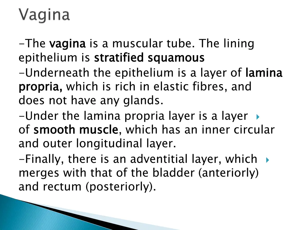the vagina epithelium is stratified underneath