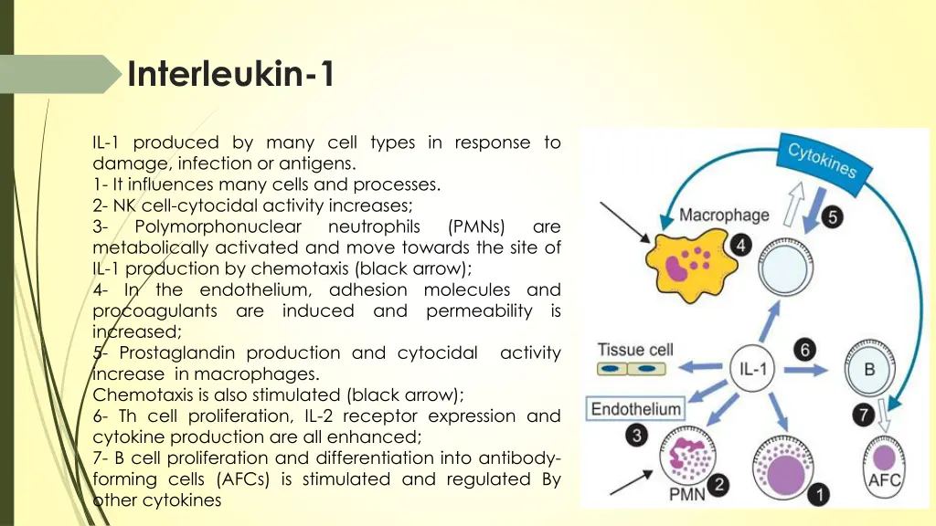 interleukin 1