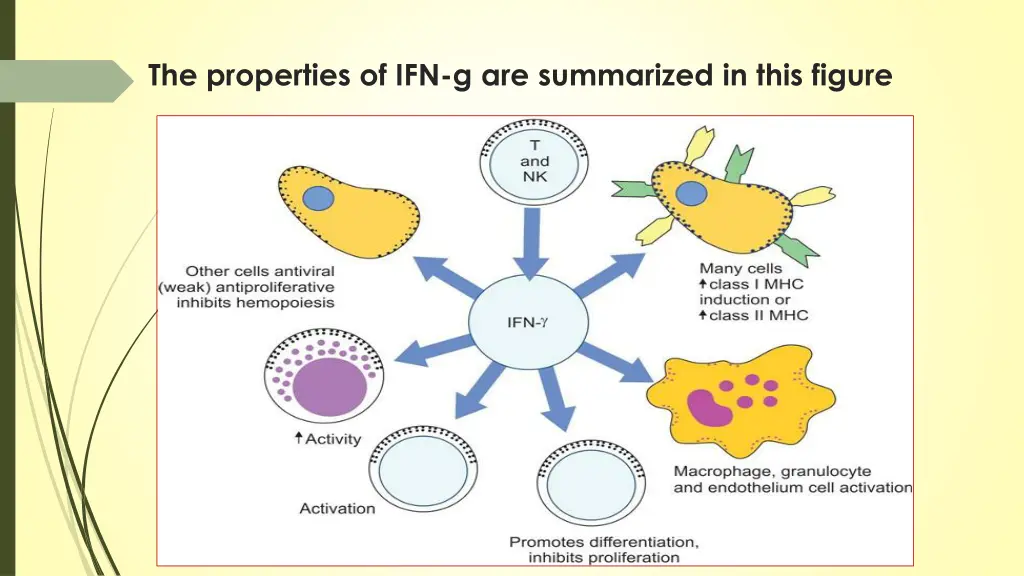 the properties of ifn g are summarized in this