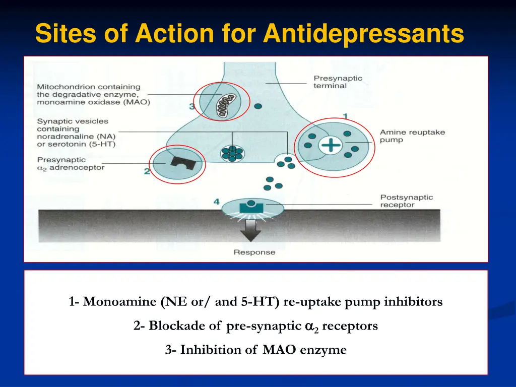 sites of action for antidepressants
