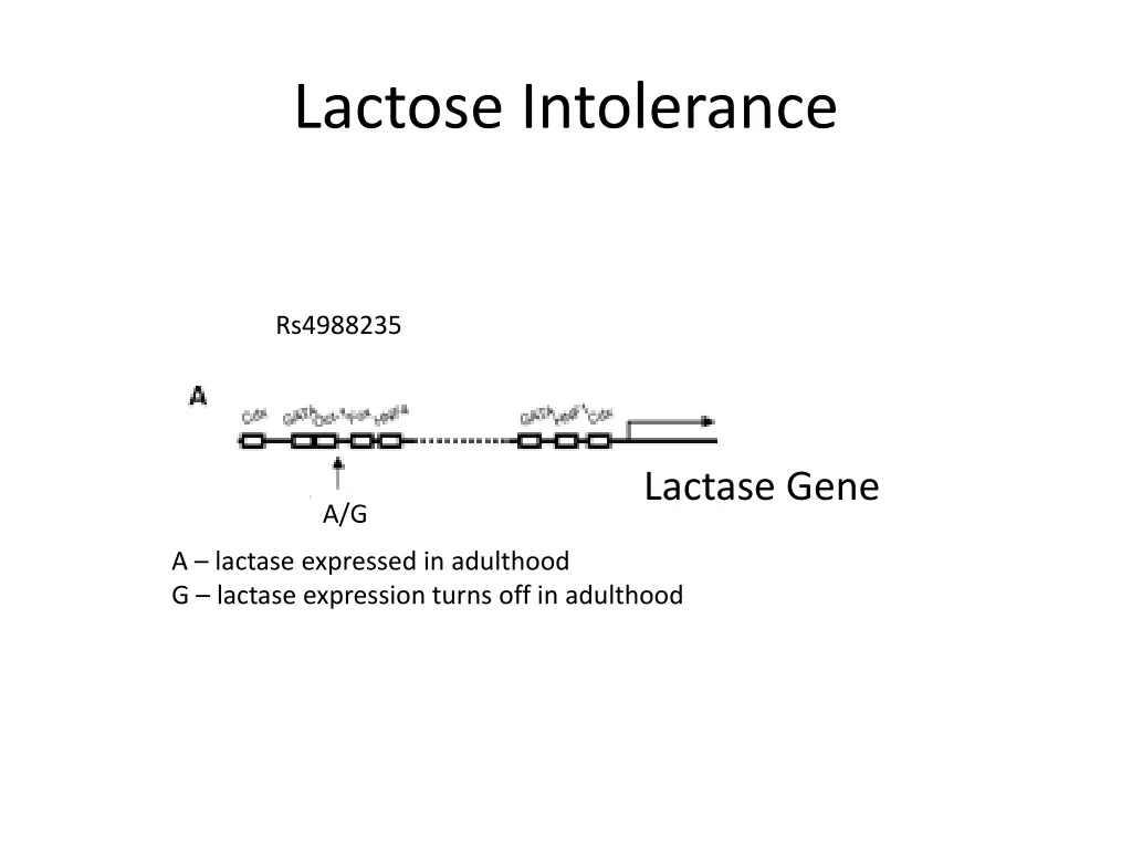 lactose intolerance