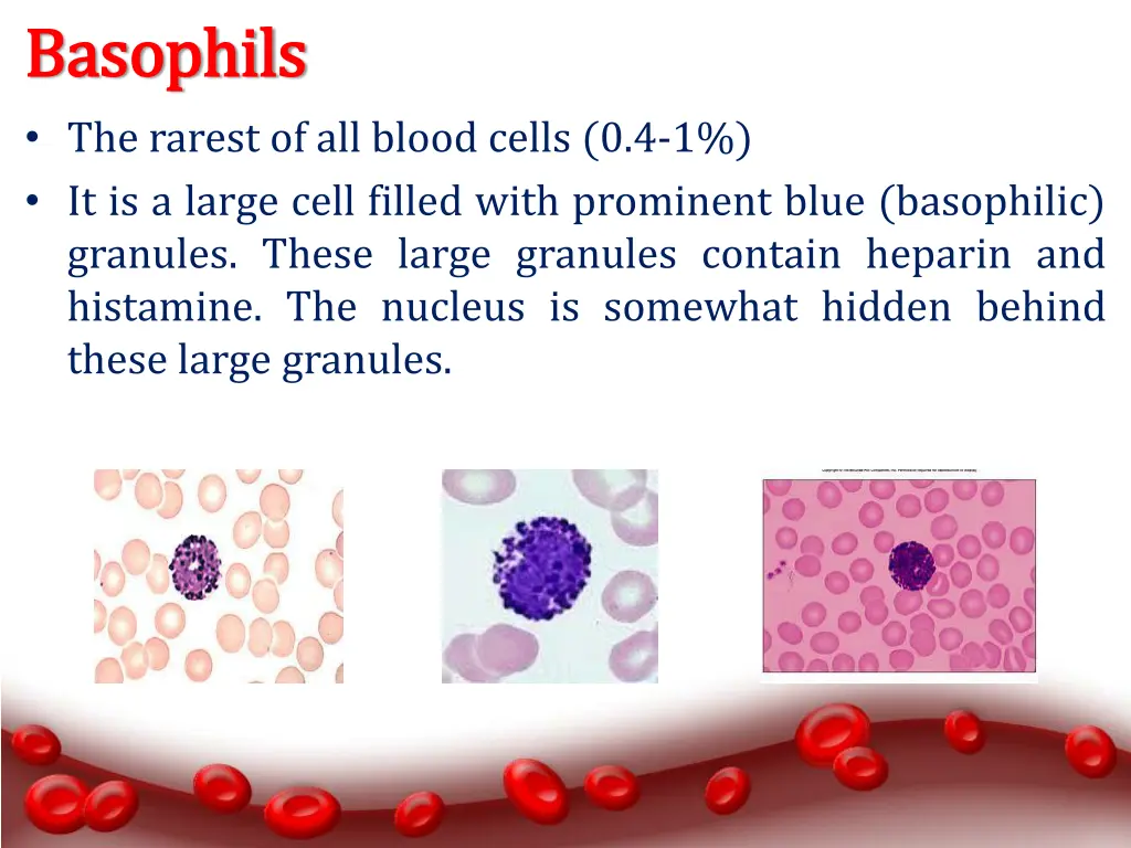 b basophils asophils the rarest of all blood