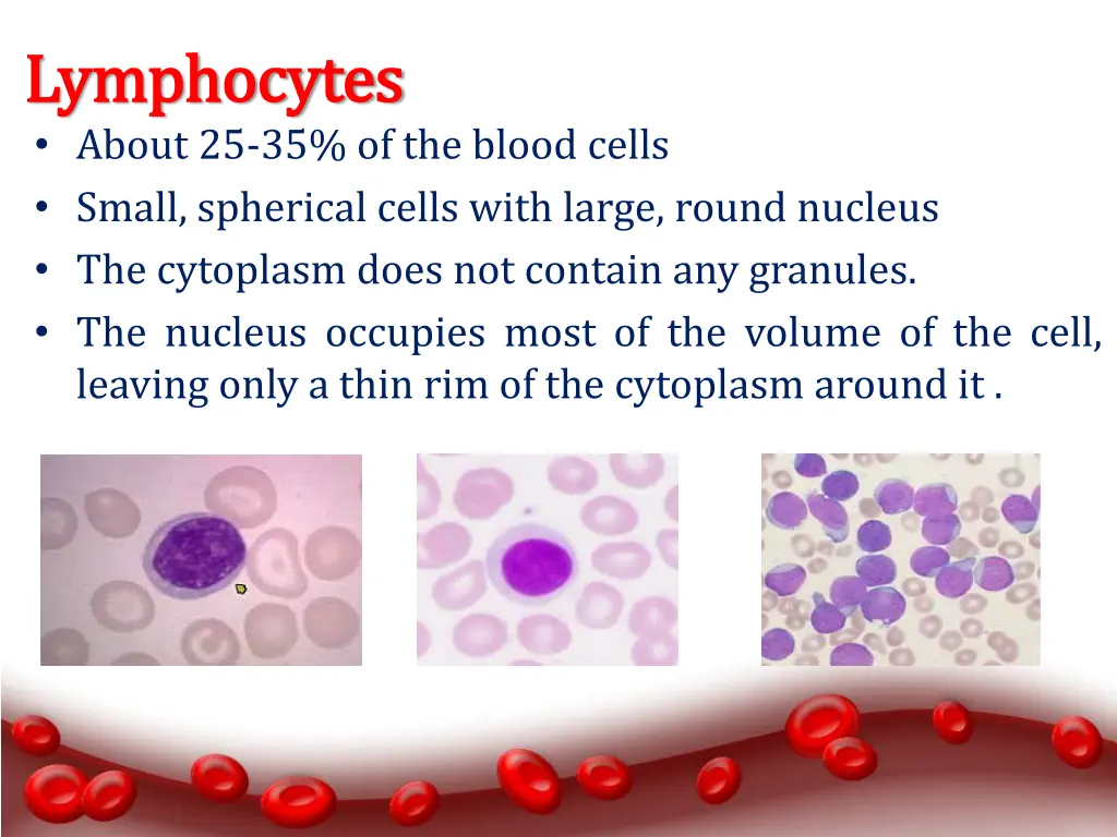 lymphocytes lymphocytes about 25 35 of the blood