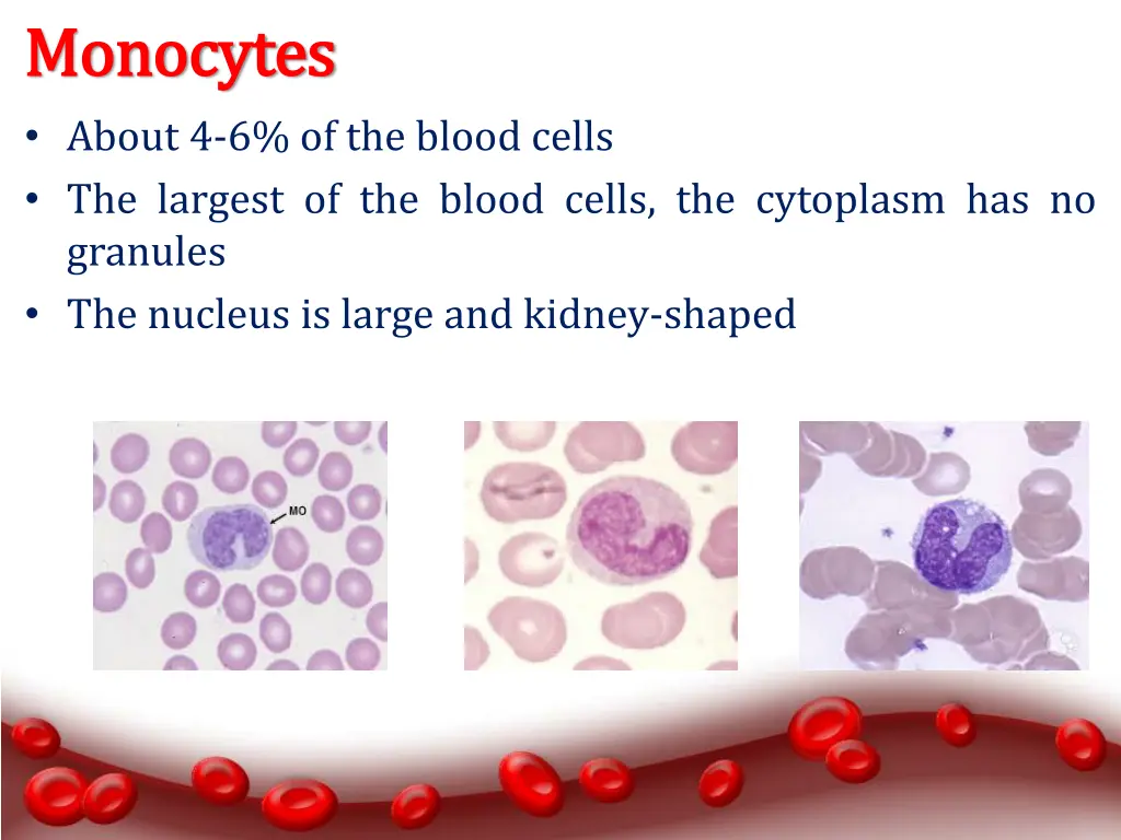 monocytes monocytes about 4 6 of the blood cells
