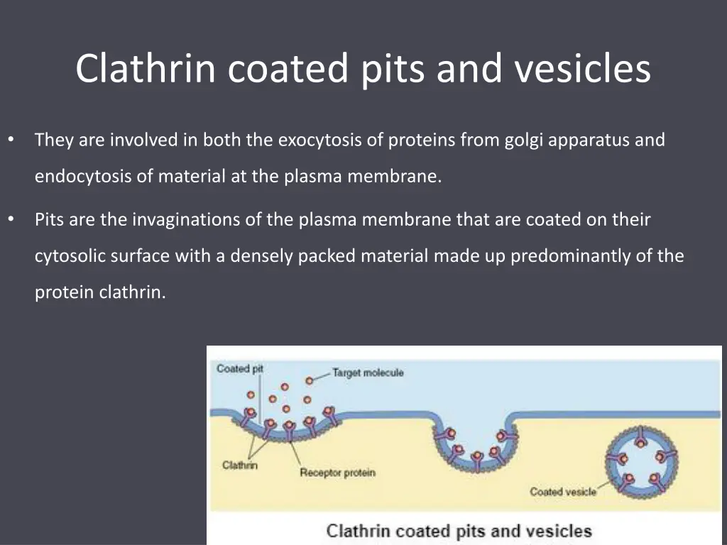 clathrin coated pits and vesicles