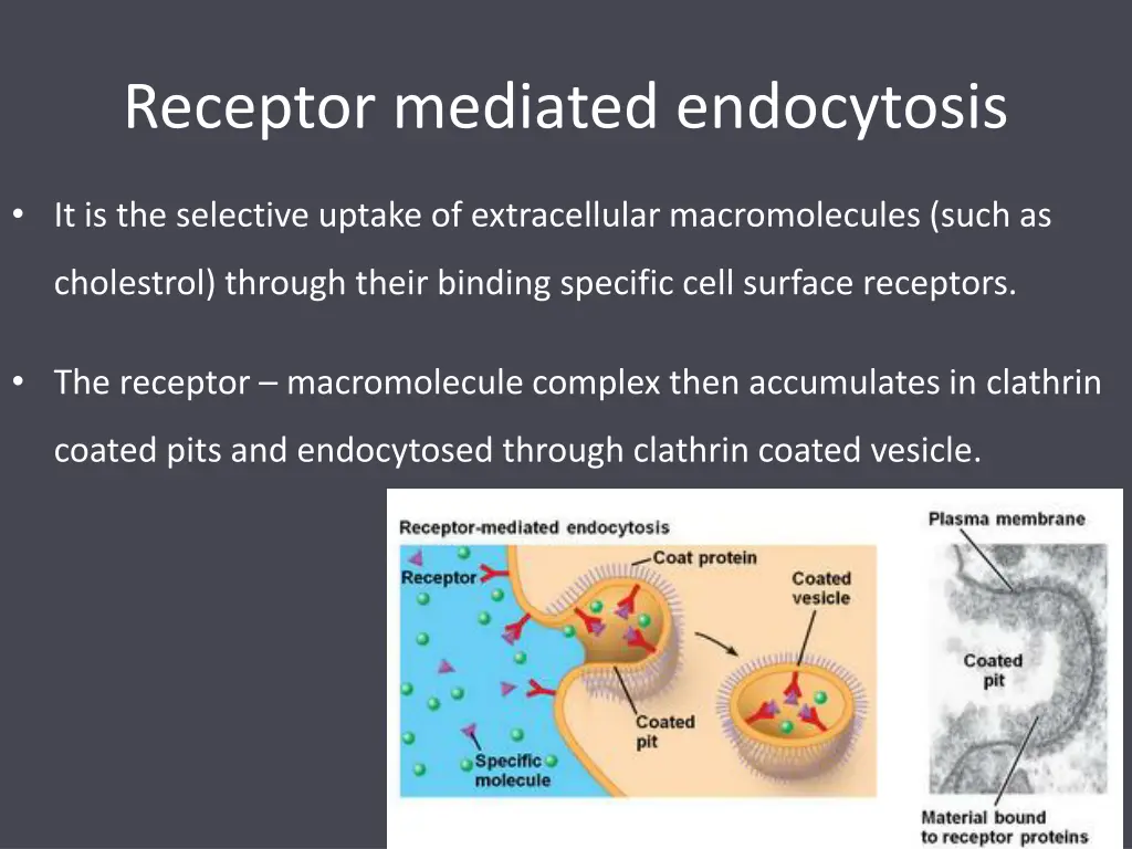 receptor mediated endocytosis