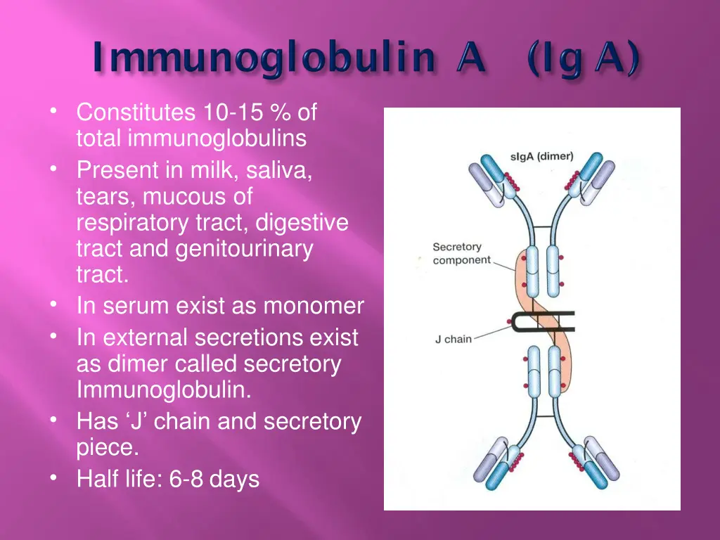 constitutes 10 15 of total immunoglobulins