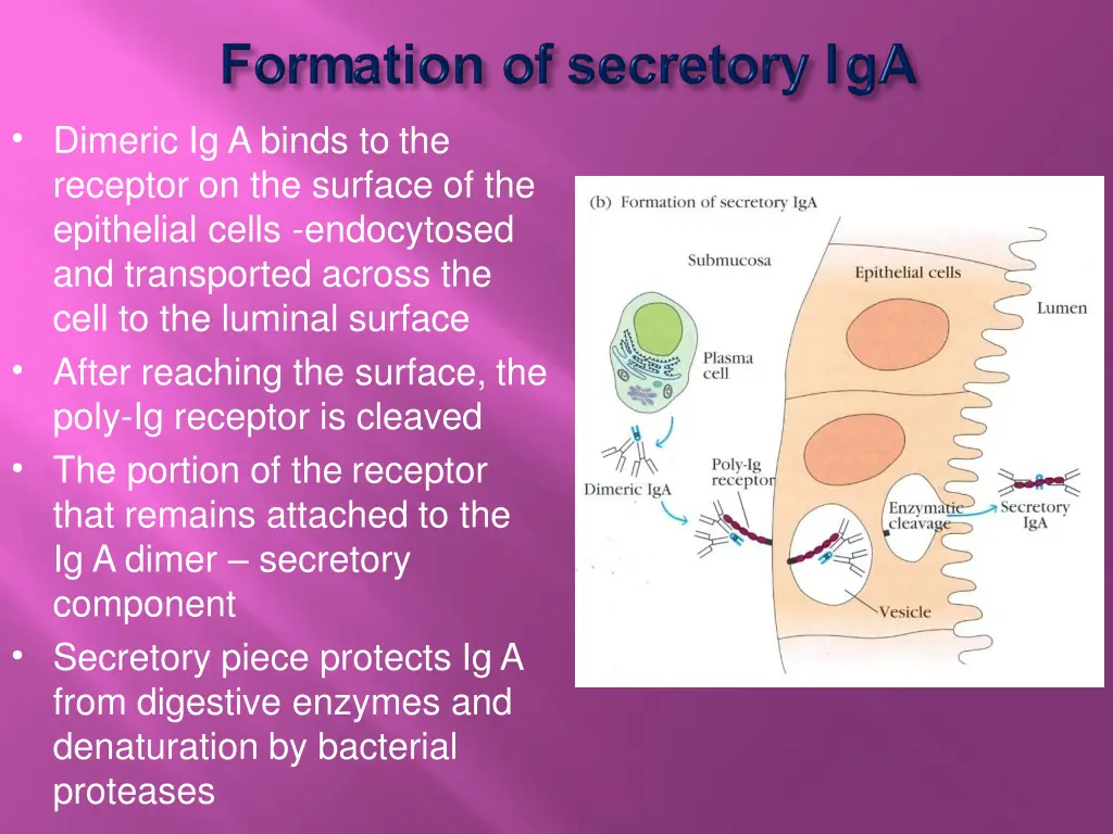 dimeric ig a binds to the receptor on the surface