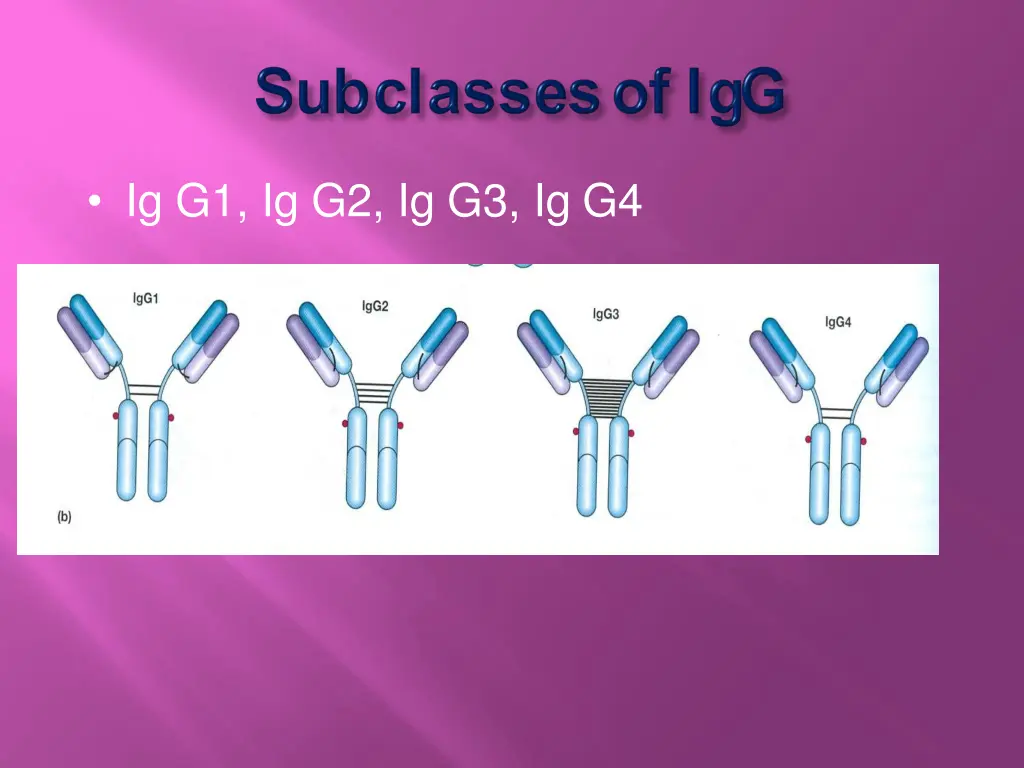 ig g1 ig g2 ig g3 ig g4
