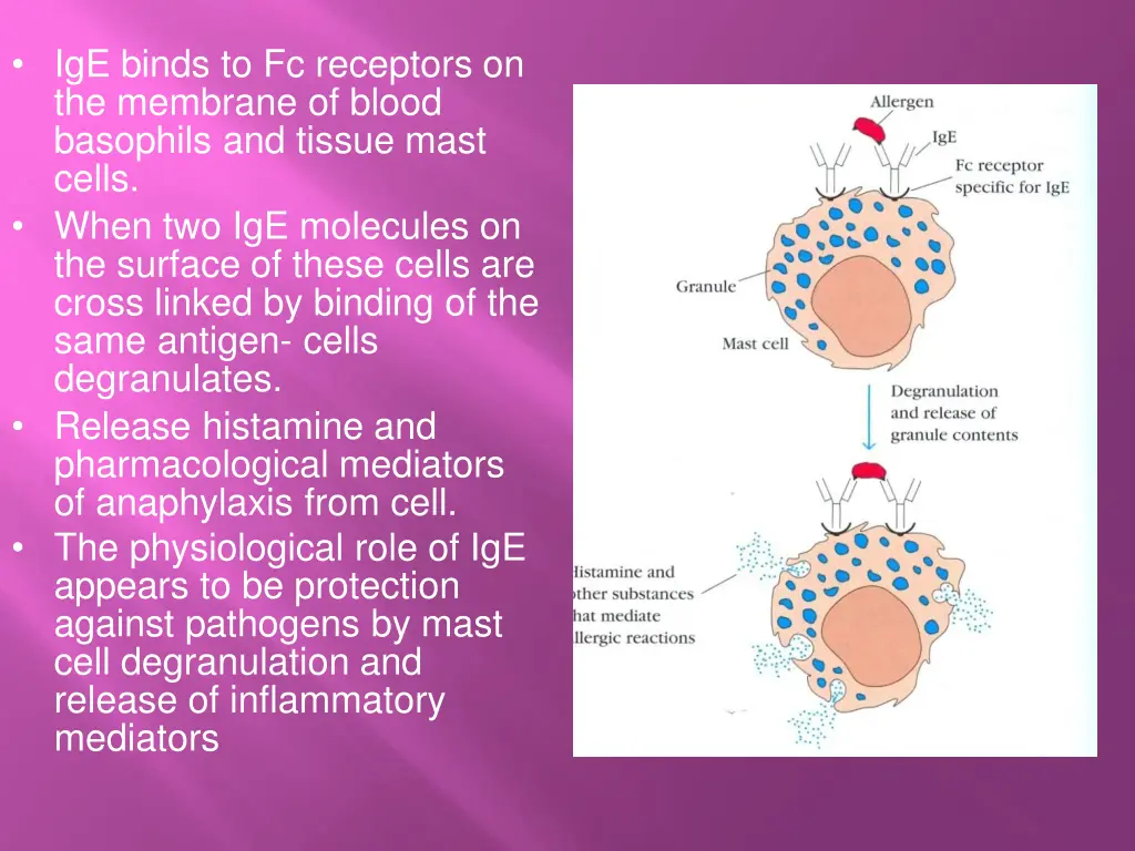 ige binds to fc receptors on the membrane