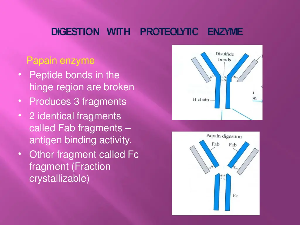papain enzyme peptide bonds in the hinge region