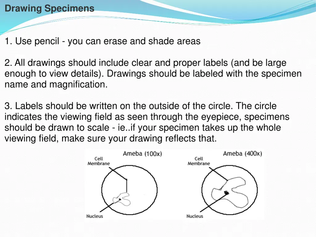 drawing specimens