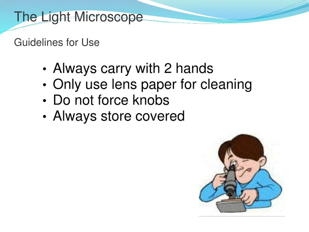 the light microscope