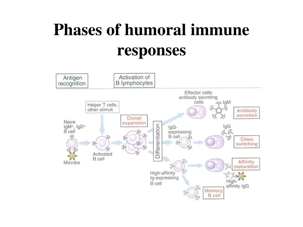 phases of humoral immune responses