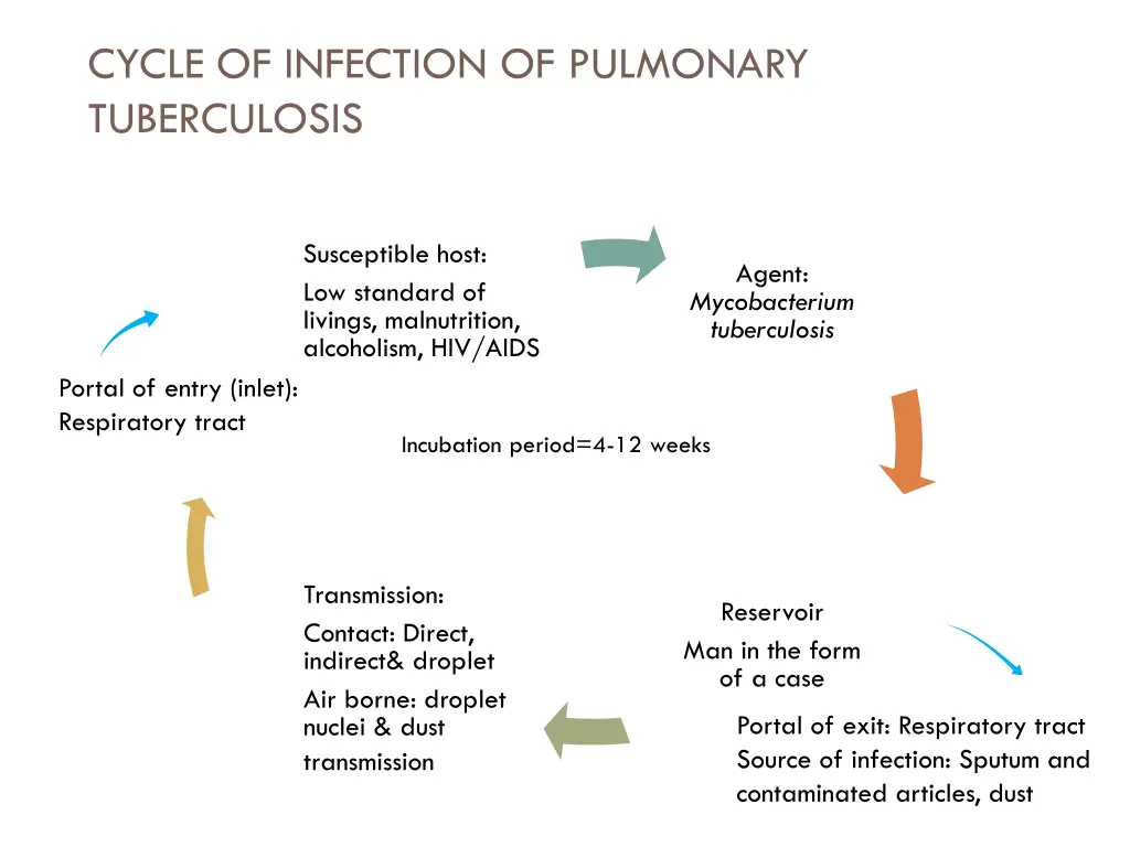 cycle of infection of pulmonary tuberculosis