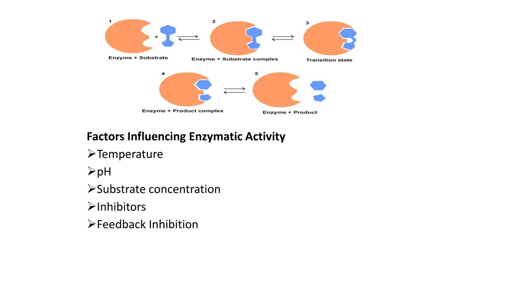 factors influencing enzymatic activity