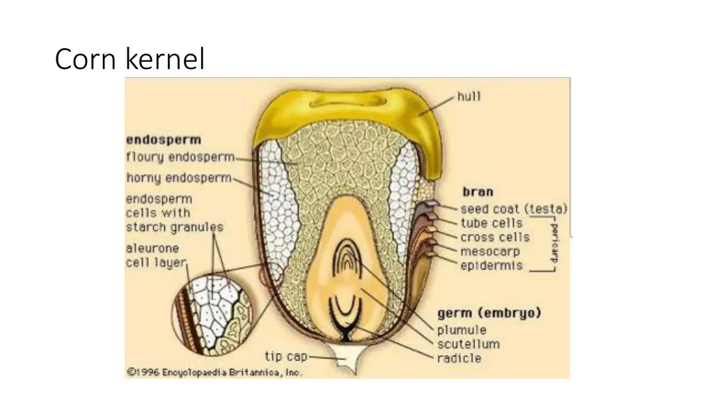 corn kernel