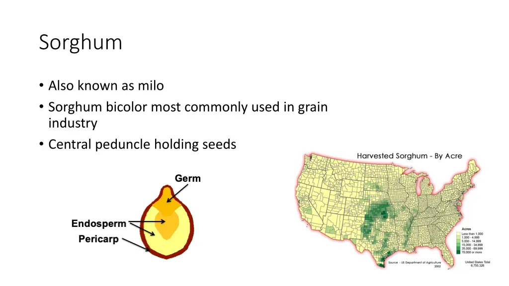 sorghum