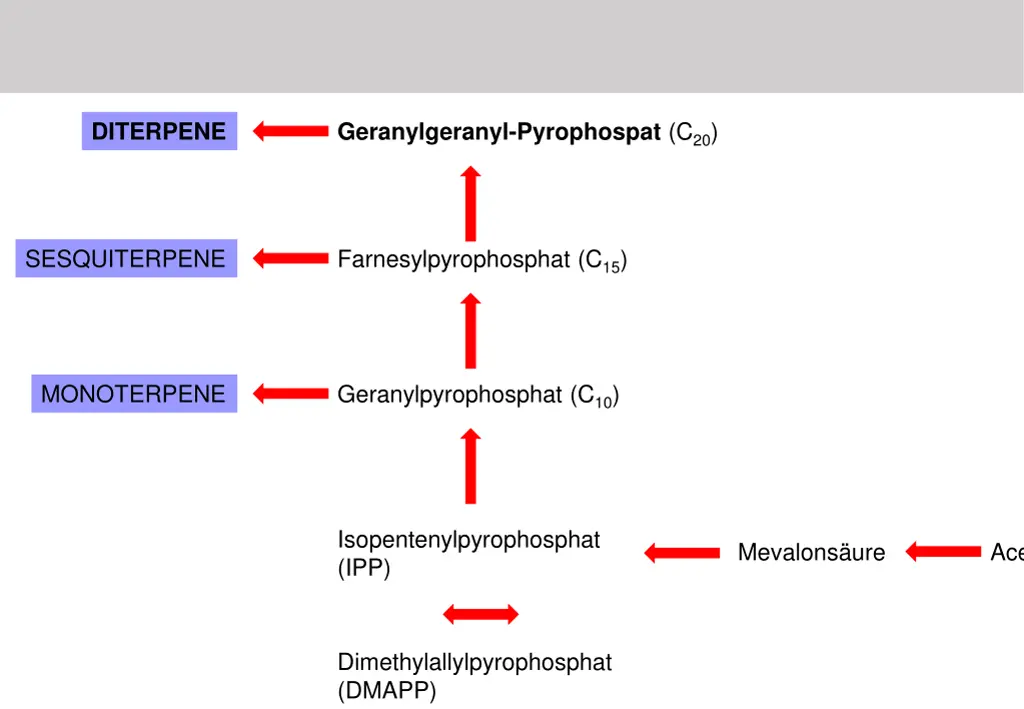 geranylgeranyl pyrophospat c 20