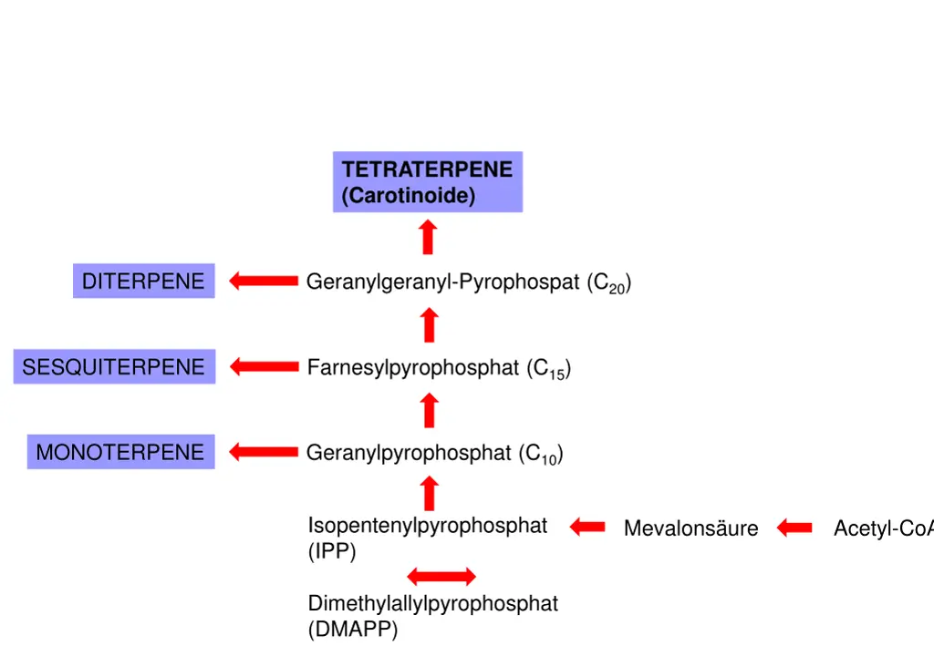 tetraterpene carotinoide