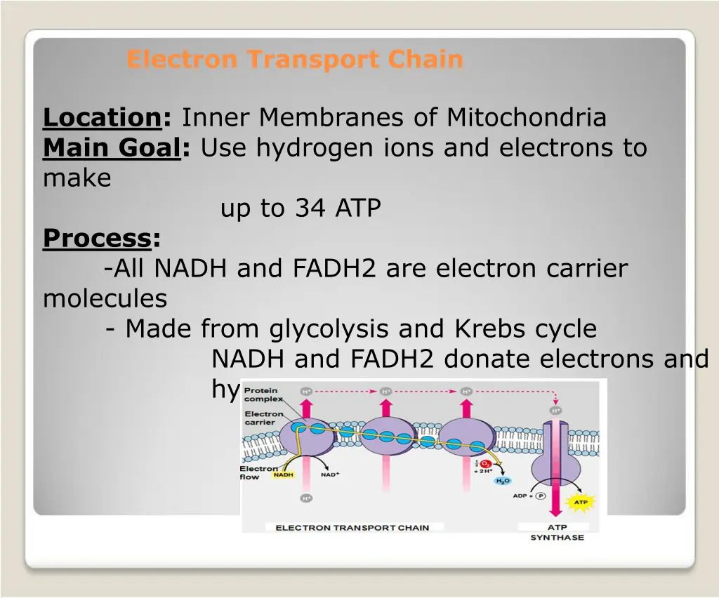 electron transport chain