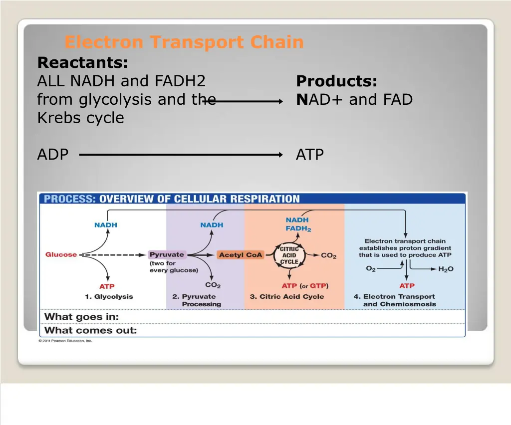 electron transport chain reactants all nadh