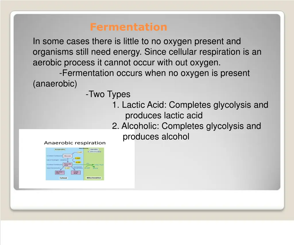 fermentation