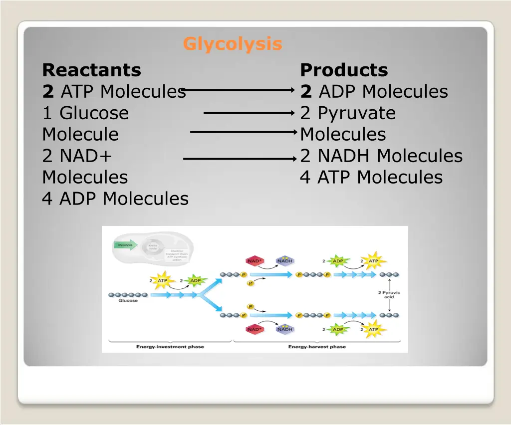 glycolysis 1