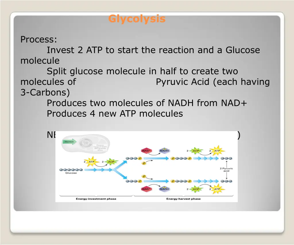 glycolysis