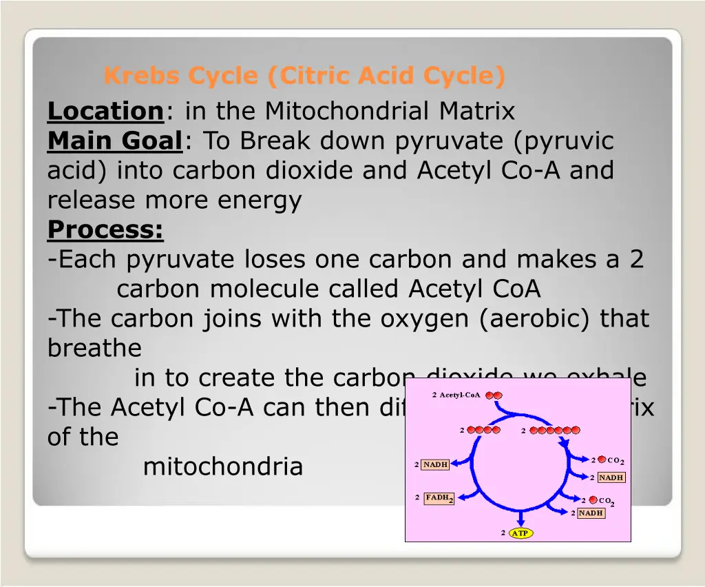 krebs cycle citric acid cycle location