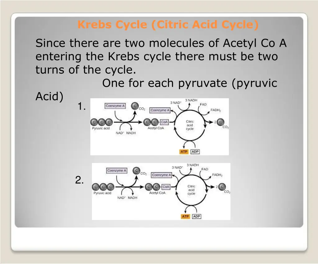 krebs cycle citric acid cycle since there
