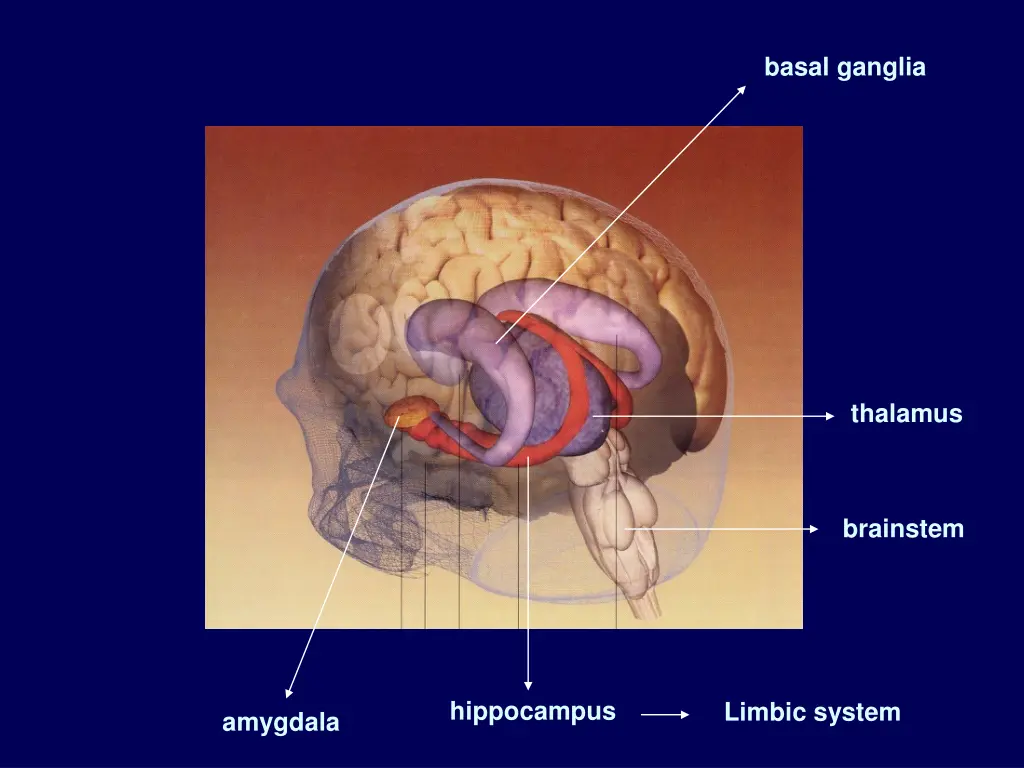 basal ganglia