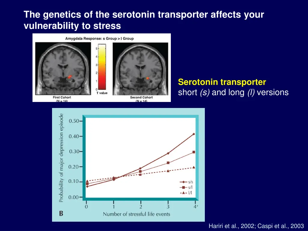 the genetics of the serotonin transporter affects