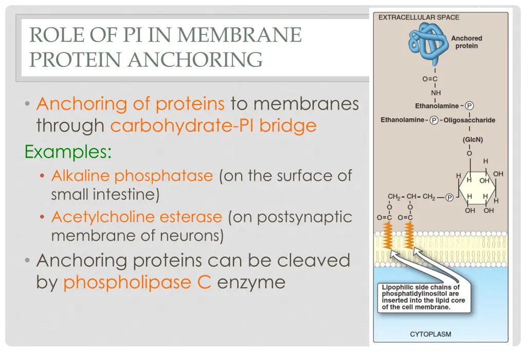 role of pi in membrane protein anchoring