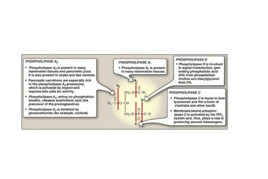 slide21