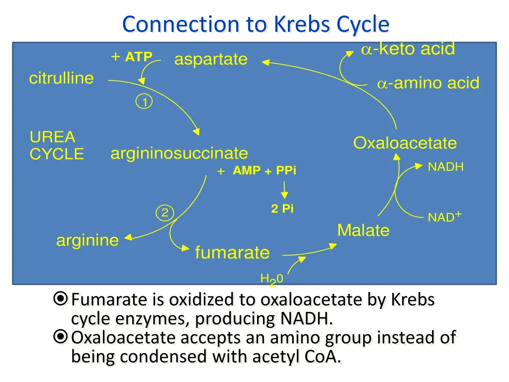 connection to krebs cycle