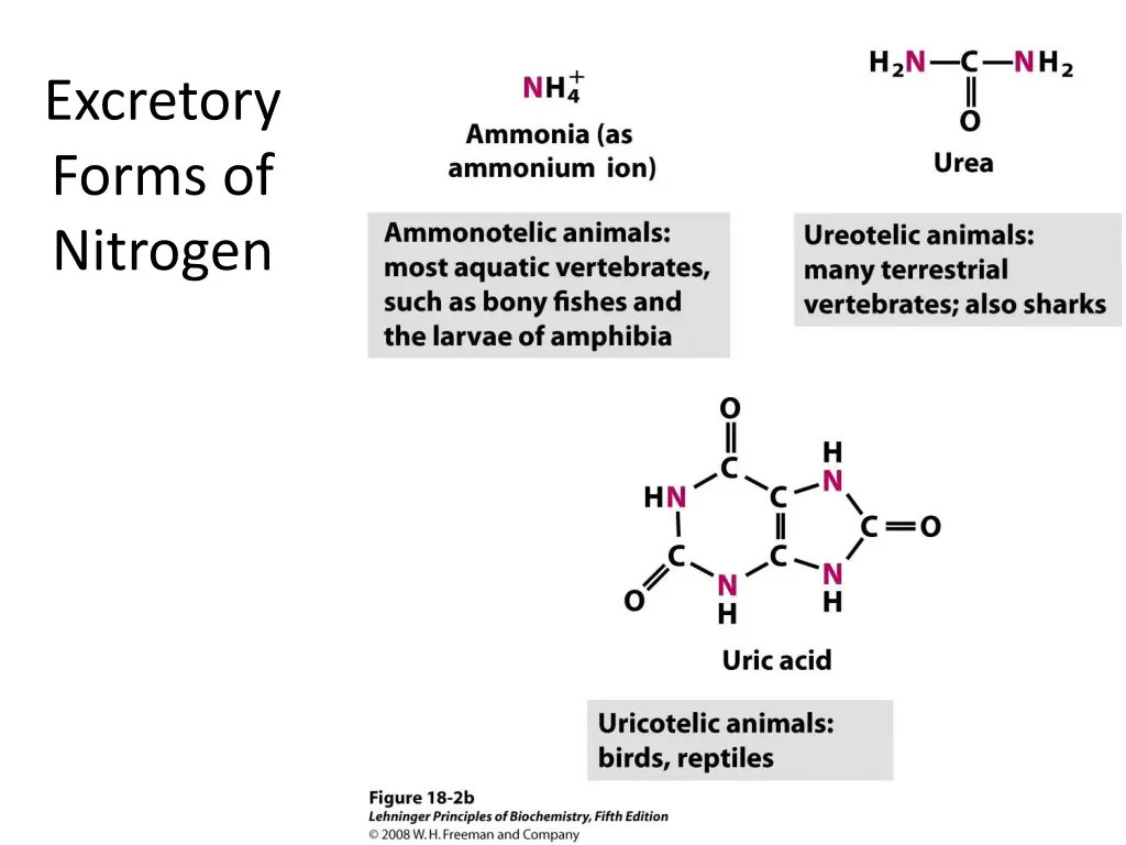excretory forms of nitrogen