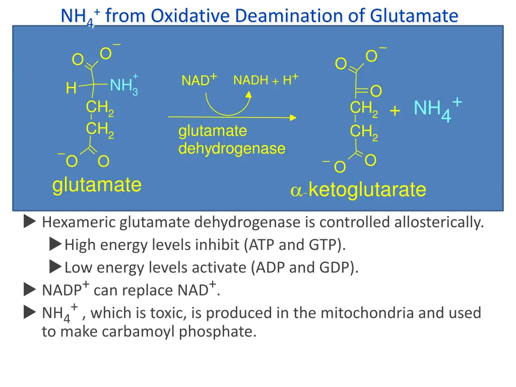 nh 4 from oxidative deamination of glutamate