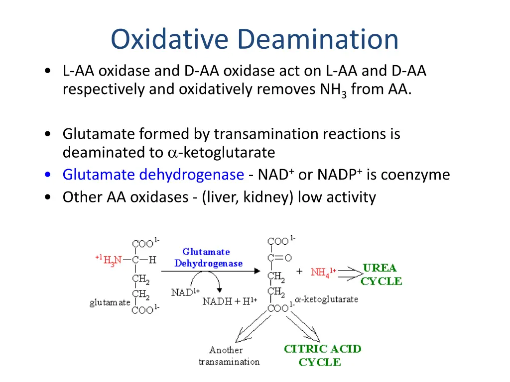 oxidative deamination l aa oxidase