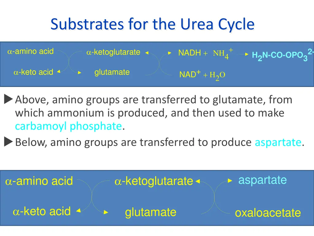 substrates for the urea cycle