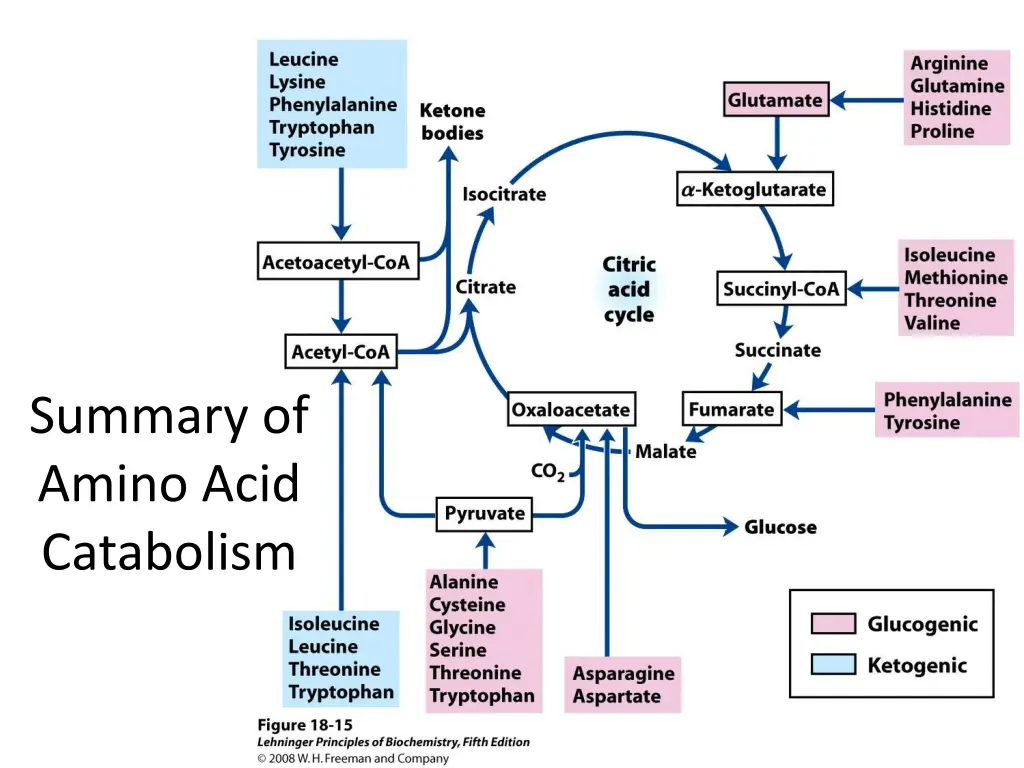 summary of amino acid catabolism