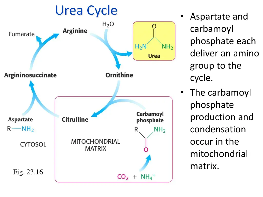 urea cycle