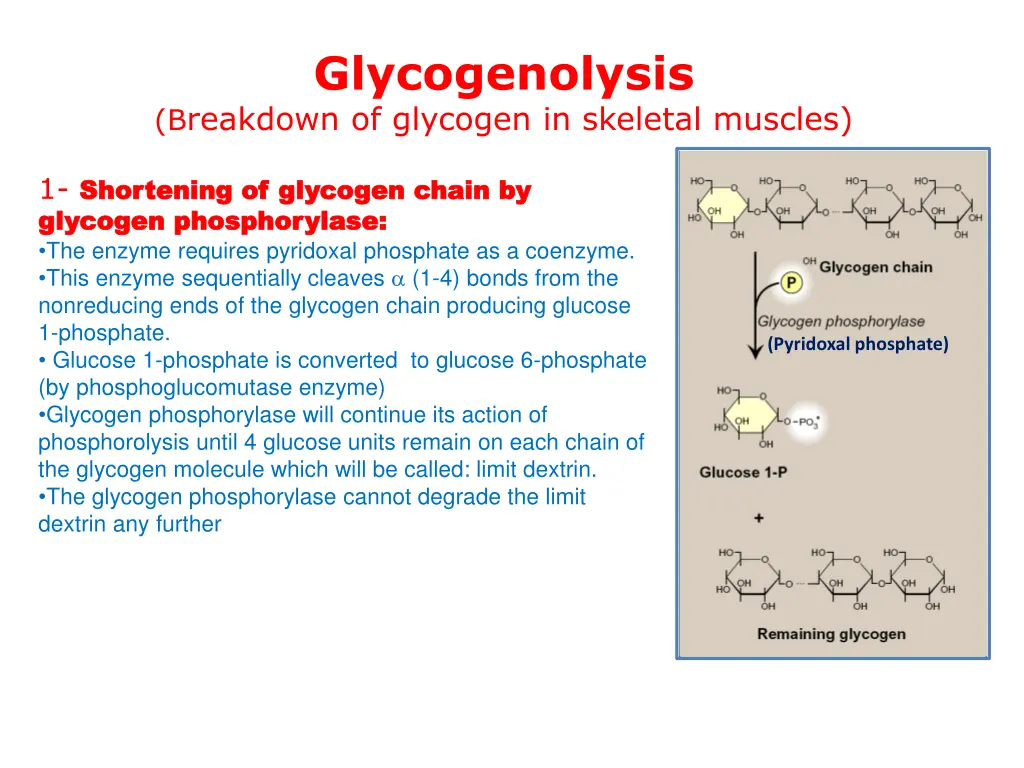 glycogenolysis b reakdown of glycogen in skeletal 1