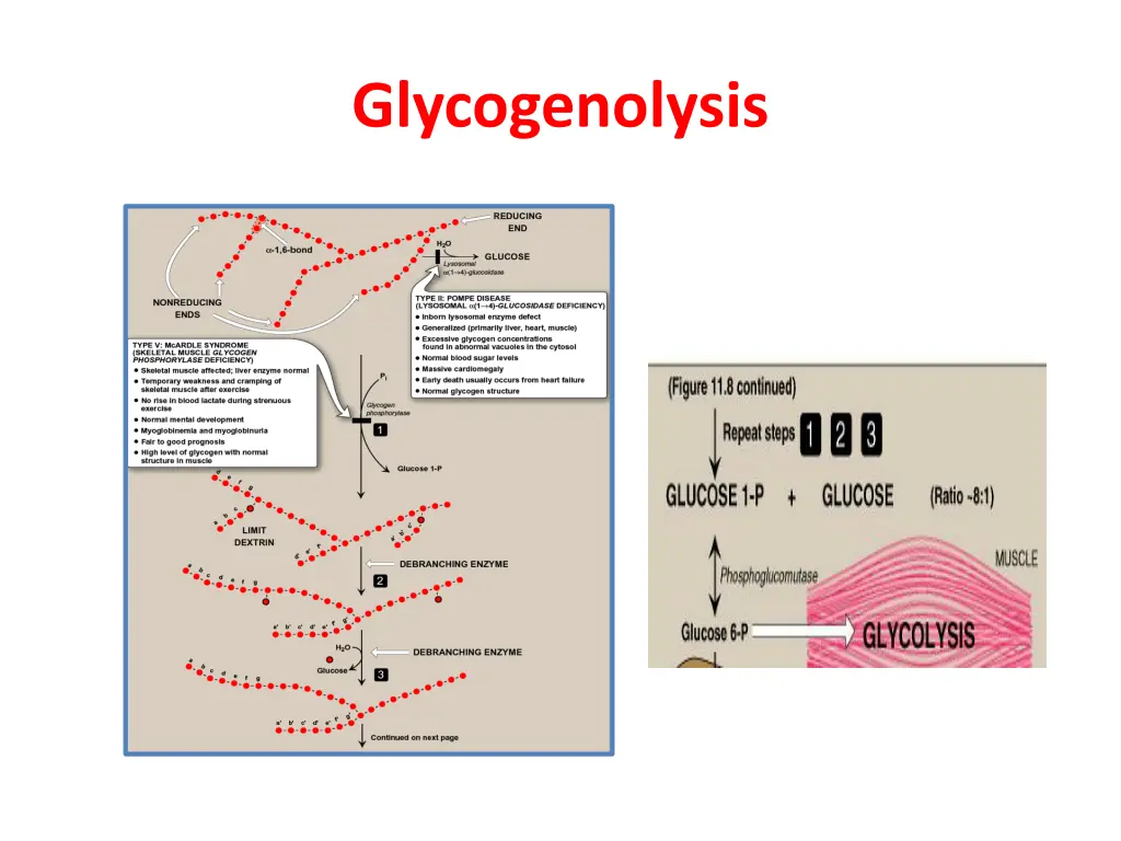 glycogenolysis
