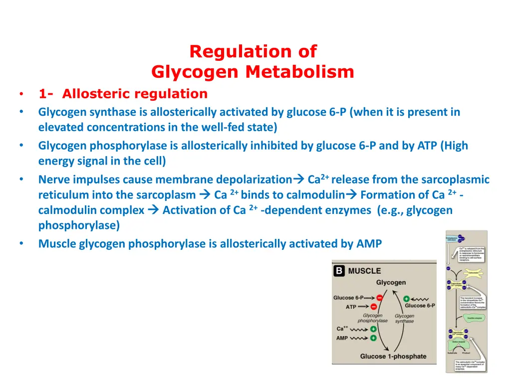 regulation of glycogen metabolism 1