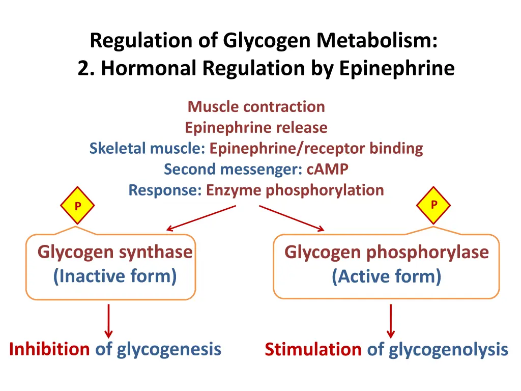 regulation of glycogen metabolism 2 hormonal