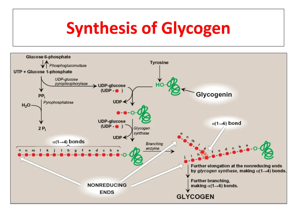 synthesis of glycogen